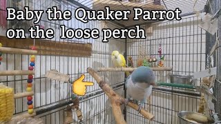 Quaker Parrot Talking  Parrot Speaking 🦜 [upl. by Mansoor496]