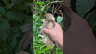 Nangkap burung puyuh pakai tangan kosong 🤤 shorts viralvideo [upl. by Gwenn795]