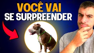 CONHEÇA TUDO Como é ter um Cachorro da Raça Pitbull [upl. by Gnuhc]