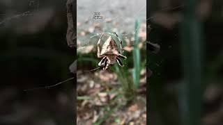 A Spider hunts insects in CatTien National Park wildlifeshorts [upl. by Kyre]