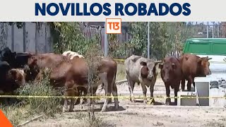 Revuelo por novillos sueltos tras volcamiento de camión robado [upl. by Lucius]