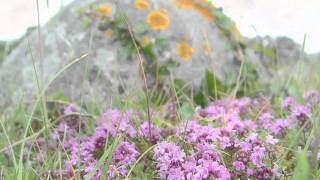 The Burren Connect Flora amp Fauna [upl. by Nagem997]