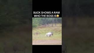 Buck shows a ram who the boss is deer ram wildlife fyp [upl. by Ferguson31]