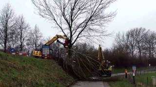 Bomenkap Molendijk Yerseke [upl. by Derreg]