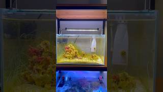 Macro Alage Reef Tank reef macroalgae aquascape fishtank plants aquarium plantedtank fish [upl. by Nahgen]