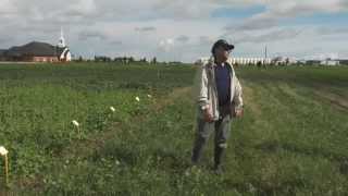 Brassica Carinata and Mustards  Farming Smarter Crop Walk 2014 [upl. by Fauver214]