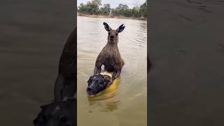 Dogs vs Kangaroos The dogs didnt expect this shorts shortvideo [upl. by Neve30]