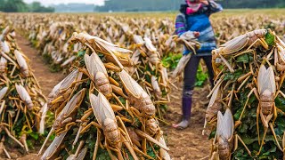 How Billions of Locusts Raise and Consume by Chinese  Locust Farming Techniques  Locust Farm [upl. by Nivi]