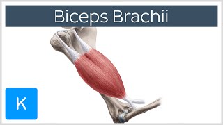 Biceps Brachii Muscle  Origins amp Actions  Human Anatomy  Kenhub [upl. by Browning973]