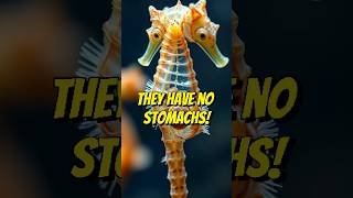 Male Seahorse Pregnancy Shocking Animal Fact shorts animals facts [upl. by Tomasina]