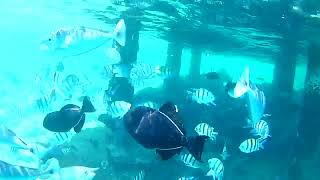 Best of Embudu Village snorkeling Maldives [upl. by Euqinor434]