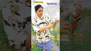 फसलों में virus thrips whitefly and mites control  agriculture shorts [upl. by Warden]