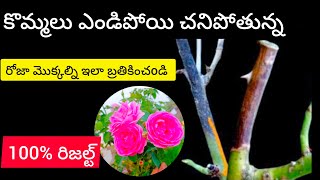 Rose dieback disease causes and treatment in telugu [upl. by Clerk]