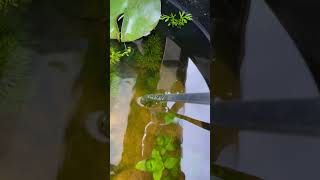 Very interesting algae in the no filter tub pond waternet algae [upl. by Atilrahc]