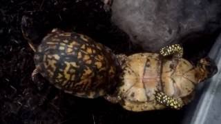 Eastern and Florida Box Turtles Mating [upl. by Einnahpets]