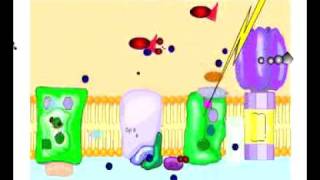 Noncyclic Photophosphorylation [upl. by Enilasor28]