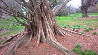 Dawn Redwood Metasequoia glyptostroboides at Morris Arboretum [upl. by Britney]