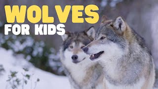 Wolf  Science for Kids [upl. by Lynne347]