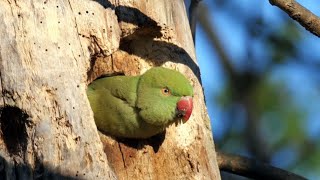 Roseringed Parakeets [upl. by Saba]