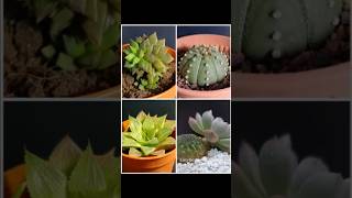 EasyBesttySucculent Collection V001 [upl. by Sierra]