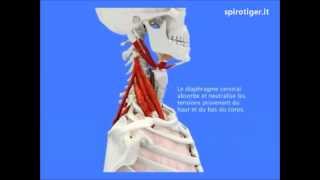 Biomeccanica della respirazione Respira con noi [upl. by Ignatius]