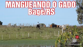 MANGUEANDO O GADO  Corredor do Tata BagéRS [upl. by Mckee324]