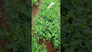 The Importance of Intercropping and Rotating Beans and Groundnuts in Our Farms climatesmart [upl. by Adhern]