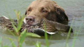 Chesapeake Bay Retriever Norman [upl. by Nolla]