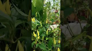 How to grow big chilli in your garden by chilli jasmine shorts [upl. by Gris]