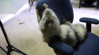 Maine Coon Cat Catnip Craziness [upl. by Nohcim]