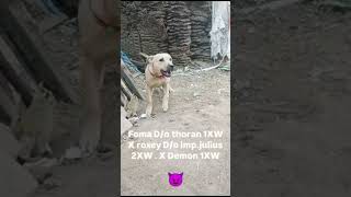 Apbt  pittbul viralvideo doglover apbtlife myanimal [upl. by Rotciv535]