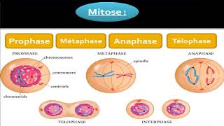 Biologie cellulaire  La Mitose [upl. by Eudoxia]