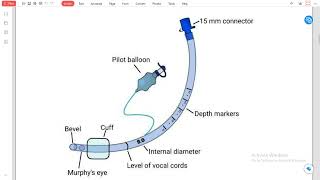 tracheal tube [upl. by Leandra617]