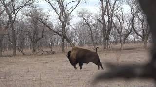 338 Lapua Buffalo Hunting Bison [upl. by Vanya]