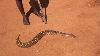 PUFF ADDEREncounter with dangerous Snake in the village [upl. by Oatis]