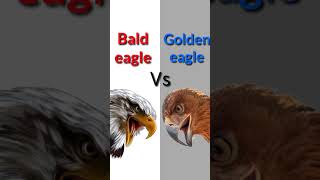 Comparison sounds  Bald eagle vs Golden eagle sound effects [upl. by Nylaras]