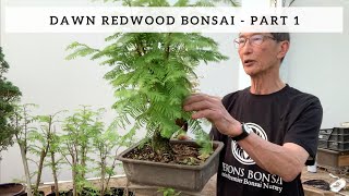 Creating a Dawn Redwood Bonsai  Part 1 [upl. by Allerbag]