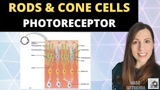 Special Senses  Photoreceptors  Rods and Cones [upl. by Pirali76]