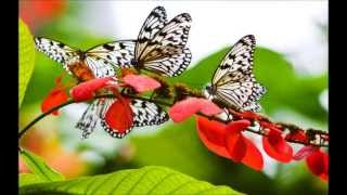 Butterfly Song  Malayalam [upl. by Enicnarf]