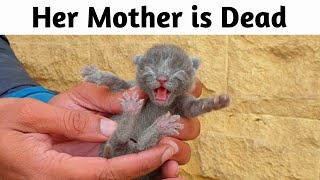 Trying to save life of 5 days old poor newborn kitten [upl. by Anastasie]