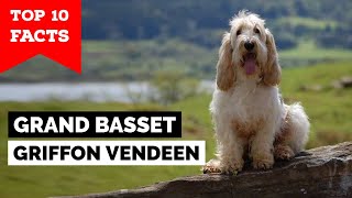 Grand Basset Griffon Vendeen  Top 10 Facts [upl. by Icul97]