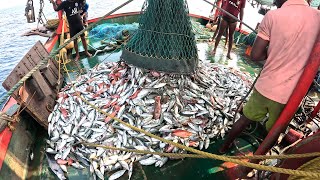 Trawling Boat Lot of Fish Catch in Deep Sea kadal [upl. by Iolande]