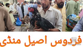 firdos Aseel morgha Mandi Peshawar Friday market bacha khan 804 Friday [upl. by Natsirhc]