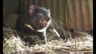 Tasmanian devil growls [upl. by Neitsirk]