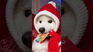 Advent Calendar Day 3 christmas adventcalendar cutedog pets tiktok dogshorts funny samoyed [upl. by Waine]