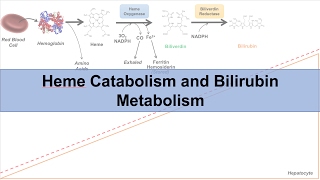 Heme Catabolism and Degradation Pathway  Biochemistry Lesson [upl. by Narih55]