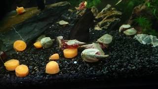 Feeding the Triops colonies with Carrots [upl. by Ling194]