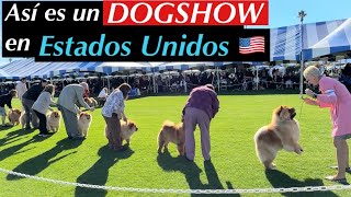 AKC Expo Canina en USA Todas las Razas BULLDOG [upl. by Reizarf872]