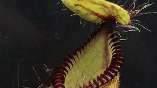 Carninvorous plants Feeding Hungry Nepenthes Hamata amp culture tips [upl. by Kery877]