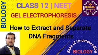 Gel Electrophoresis Process of Separation And Isolation Of DNA Fragments [upl. by Anwahs]